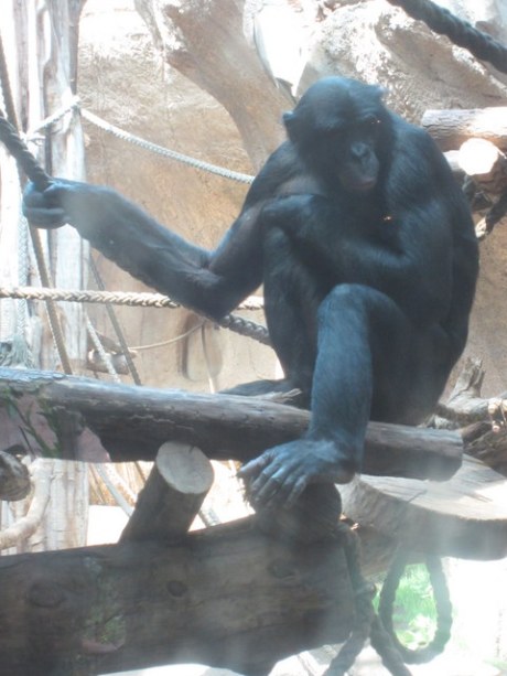 2013-07-16 - Leipzig Zoo - 11 (Bonobos)